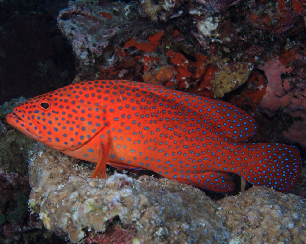 La vieille de corail (Cephalopholis miniata)