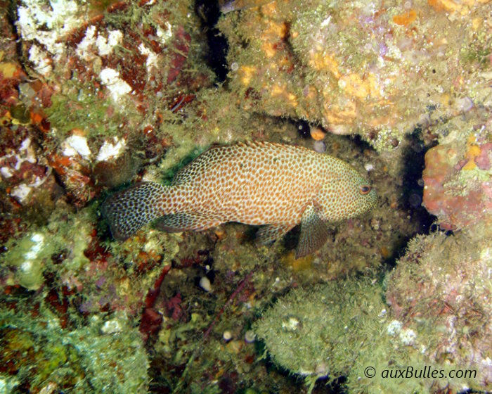 La vieille de roche (Cephalopholis cruentata)