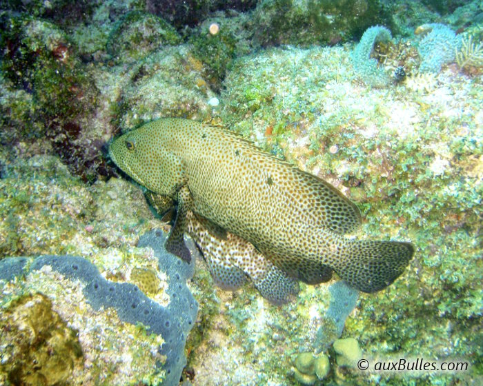 La vieille de roche (Cephalopholis cruentata)