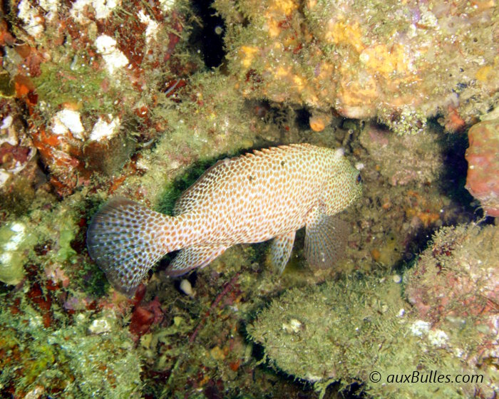 La vieille de roche (Cephalopholis cruentata)