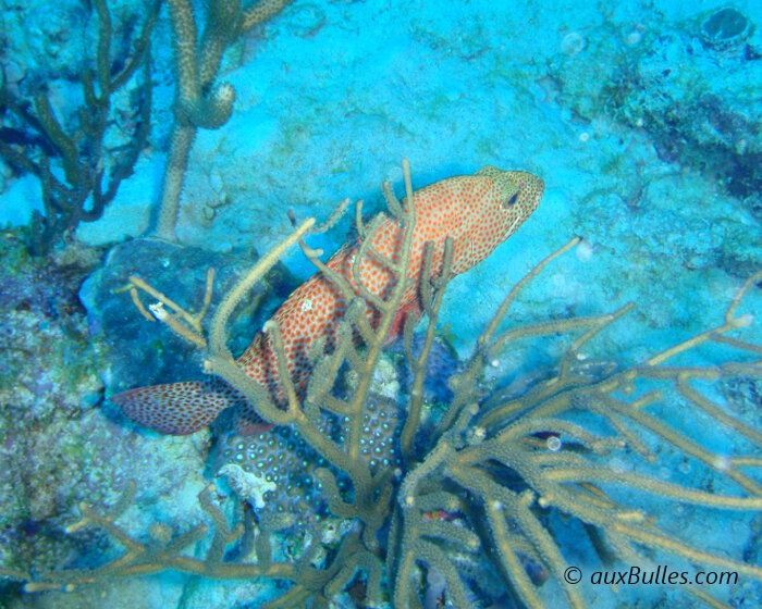 La vieille de roche (Cephalopholis cruentata)