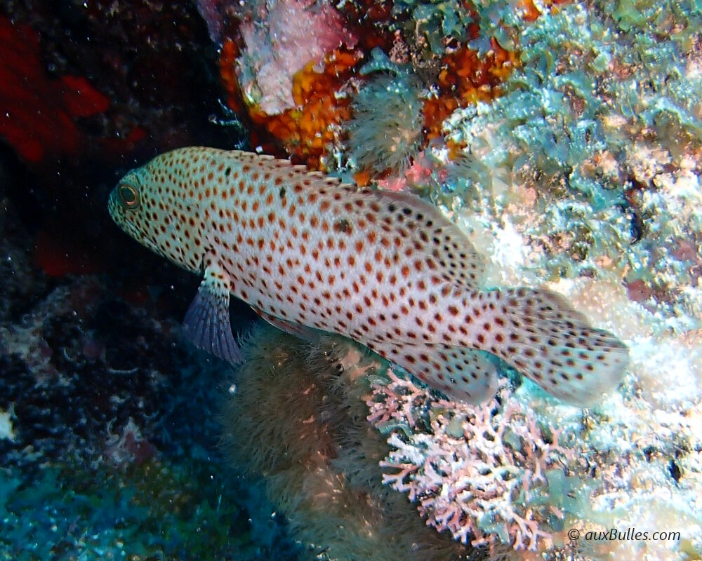 La vieille de roche (Cephalopholis cruentata)