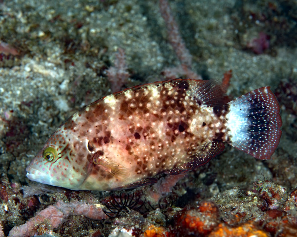 The floral wrasse (Cheilinus chlorourus)