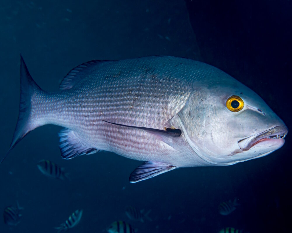The two-spot red snapper (Lutjanus bohar) The two-spot red snapper (Lutjanus bohar)