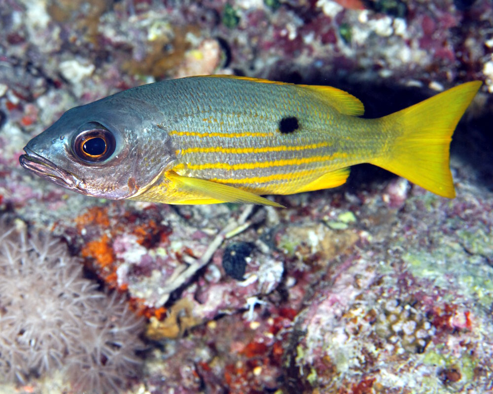 The blackspot snapper (Lutjanus ehrenbergii) The blackspot snapper (Lutjanus ehrenbergii)