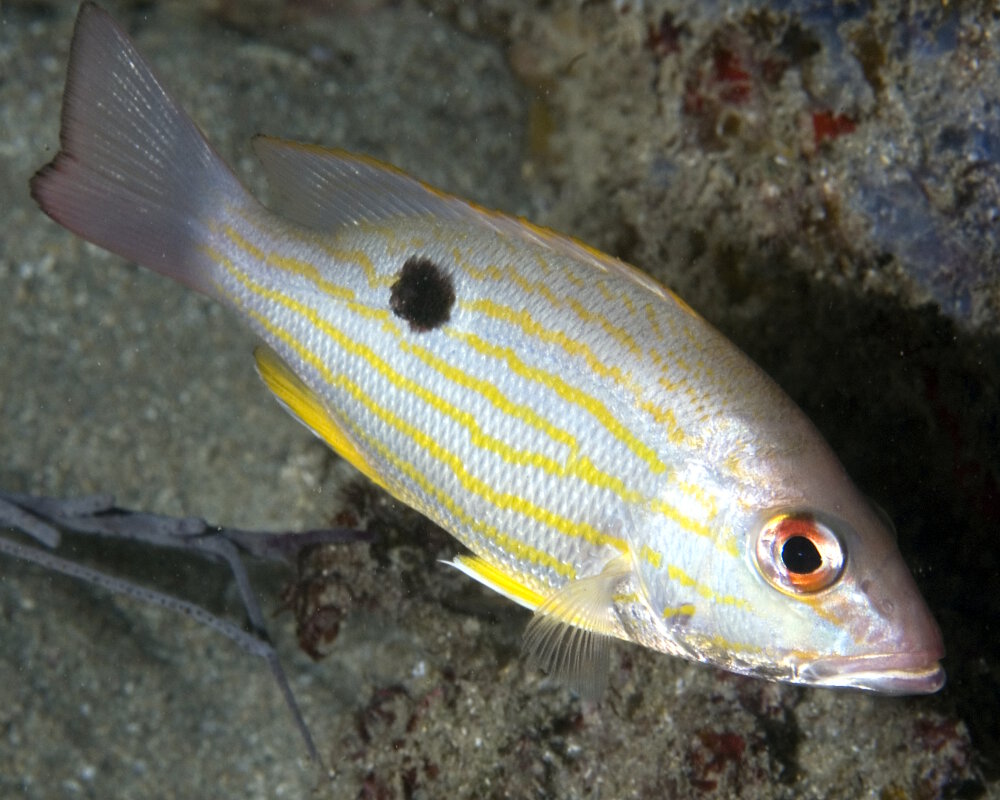 Le vivaneau gazou (Lutjanus synagris)