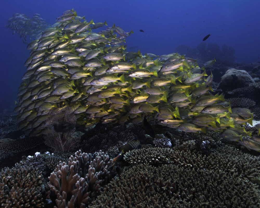 Le vivaneau gibelot (Lutjanus fulviflamma)