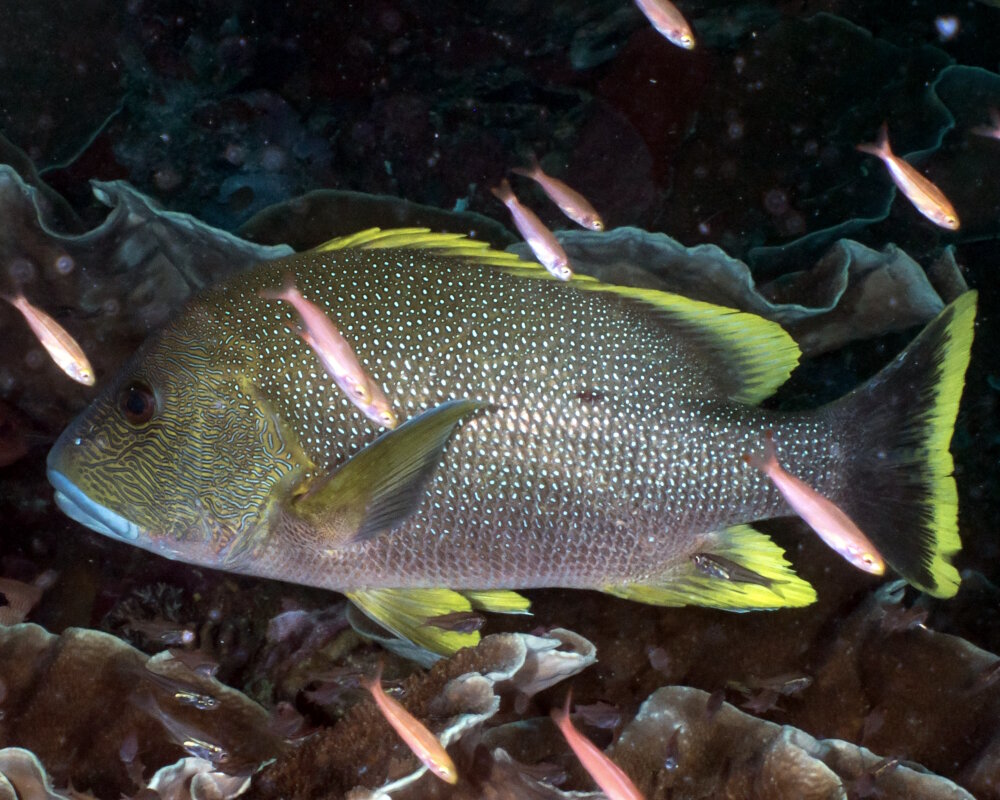 The blubberlip snapper (Lutjanus rivulatus)