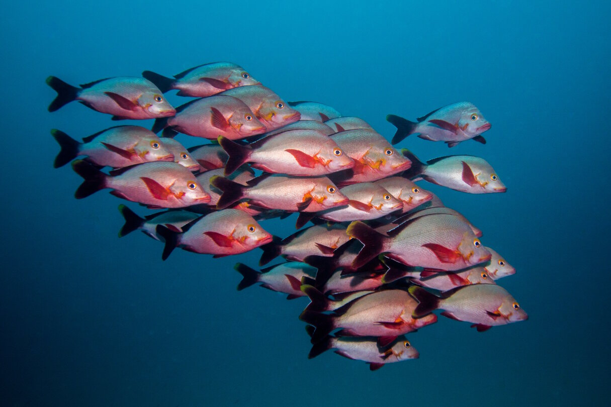 The humpback red snapper (Lutjanus gibbus)