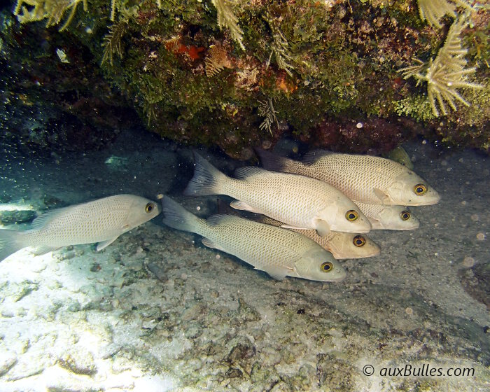 Le vivaneau sarde grise (Lutjanus griseus) Le vivaneau sarde grise (Lutjanus griseus)