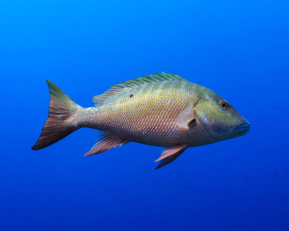 The mutton snapper (Lutjanus analis)