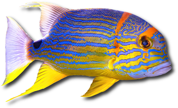 Le vivaneau voilier (Symphorichthys spilurus) Le vivaneau voilier (Symphorichthys spilurus)