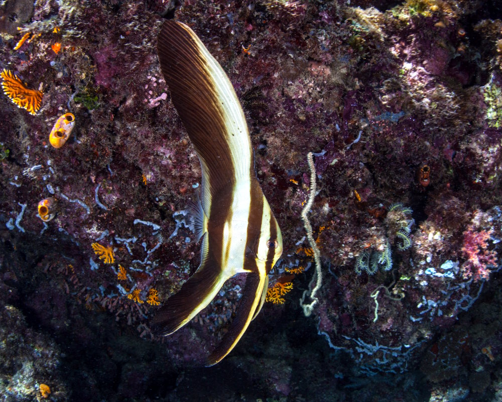 Le platax à longues nageoires juvénile (Platax teira)