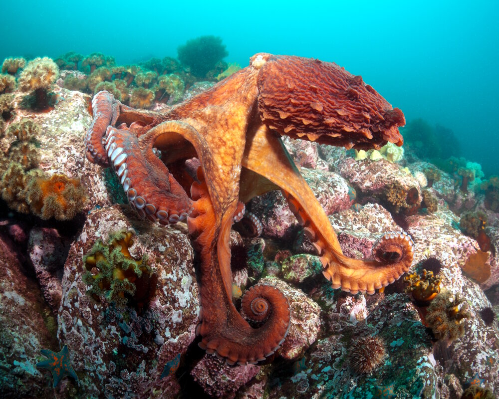 The north Pacific giant octopus (Enteroctopus dofleini) The north Pacific giant octopus (Enteroctopus dofleini)