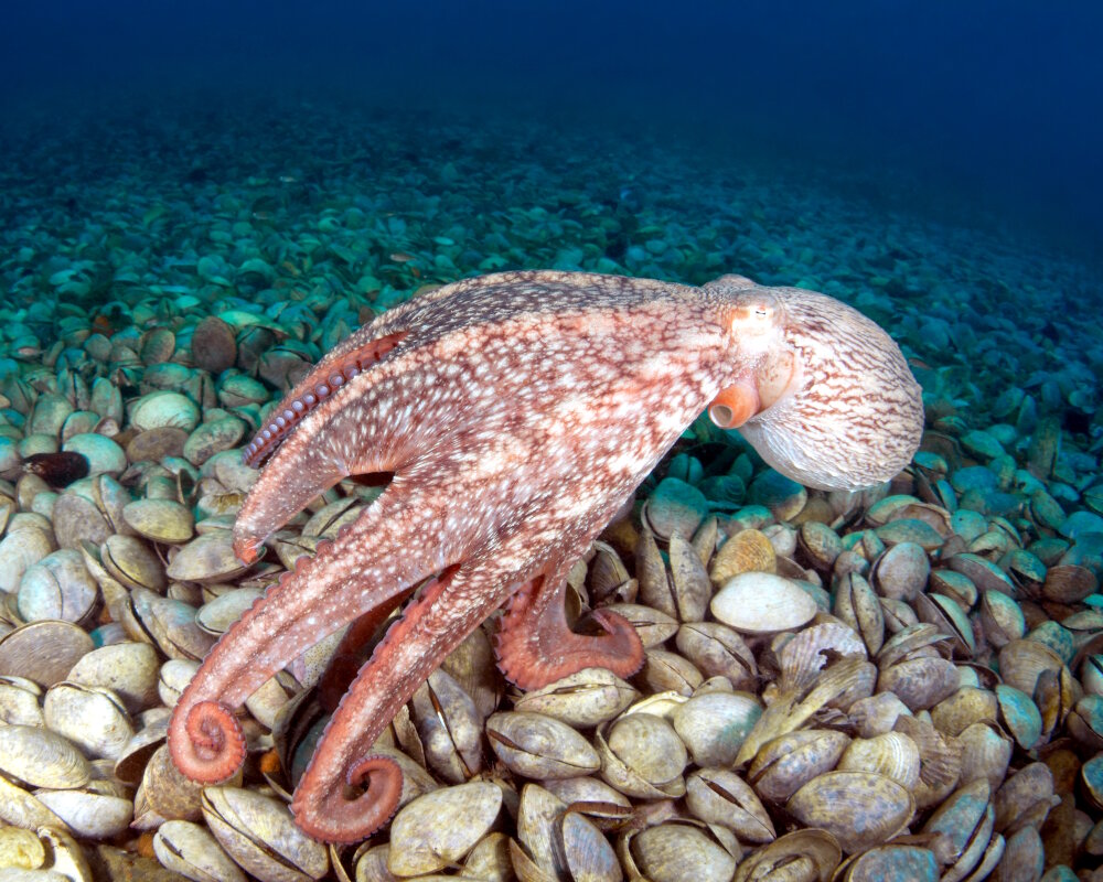 Le poulpe géant du nord du Pacifique (Enteroctopus dofleini)