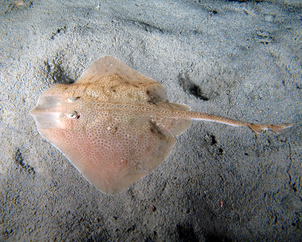 La raie bouclée (Raja clavata) La raie bouclée (Raja clavata)