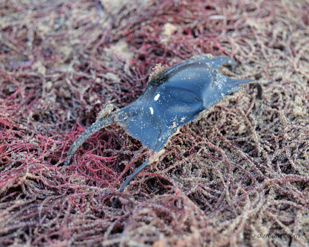 Une capsule d'oeuf de raie échouée sur une plage de Vendée Une capsule d'oeuf de raie échouée sur une plage de Vendée