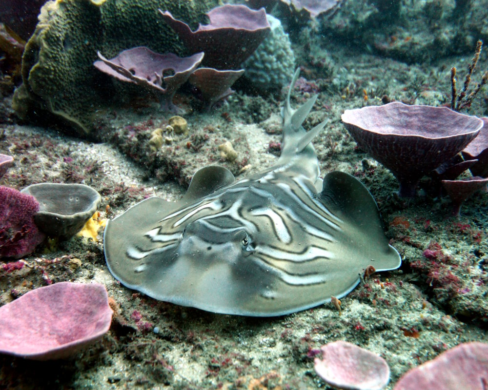 La raie guitare australienne (Trygonorrhina fasciata) La raie guitare australienne (Trygonorrhina fasciata)