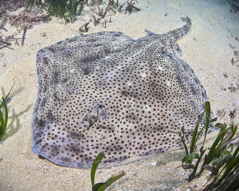 The blonde skate (Raja brachyura) The blonde skate (Raja brachyura)