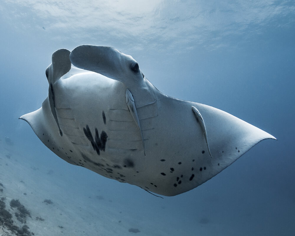 La raie manta de récif (Mobula alfredi)