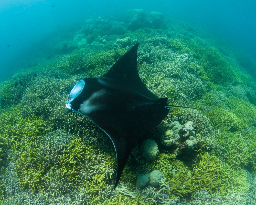 Découvrez la raie manta de récif (Mobula alfredi), une impressionnante raie tropicale qui évolue près des récifs et se nourrit principalement de plancton.