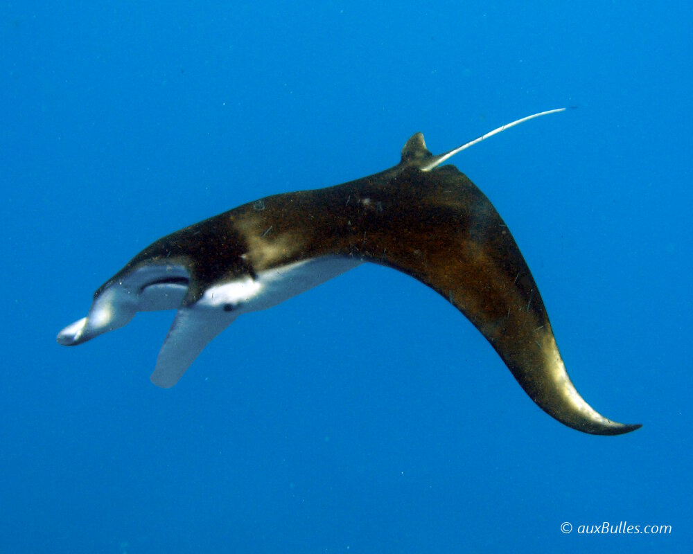 La raie manta (Manta birostris) est un poisson cartilagineux