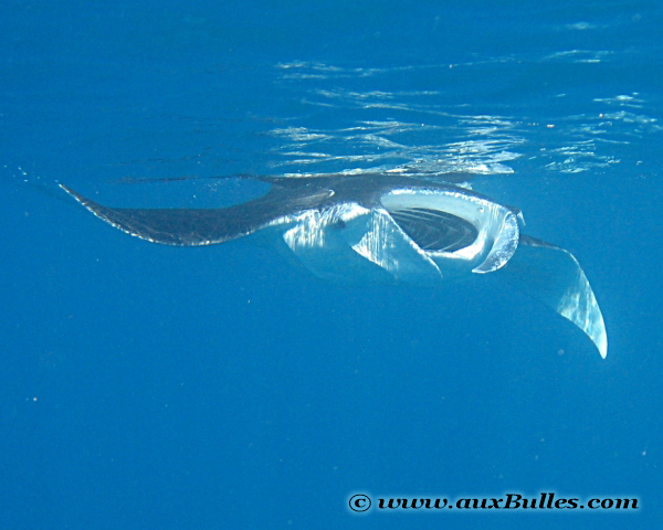 La raie manta se nourrit de plancton par filtration de l'eau de mer
