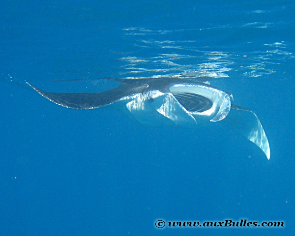 La raie manta se nourrit de plancton par filtration de l'eau de mer La raie manta se nourrit de plancton par filtration de l'eau de mer
