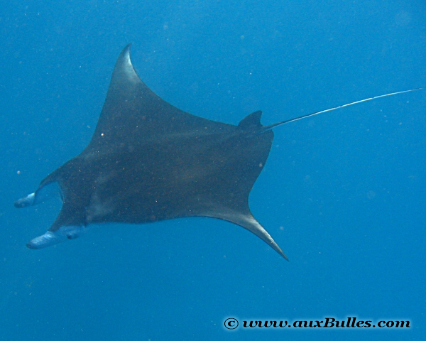 La raie manta est de couleur noir sur le dessus La raie manta est de couleur noir sur le dessus