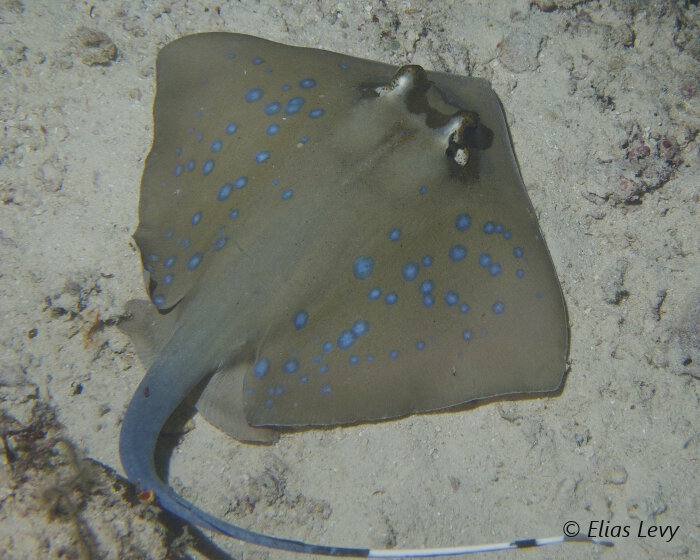 La raie pastenague à points bleus (Neotrygon kuhlii) La raie pastenague à points bleus (Neotrygon kuhlii)