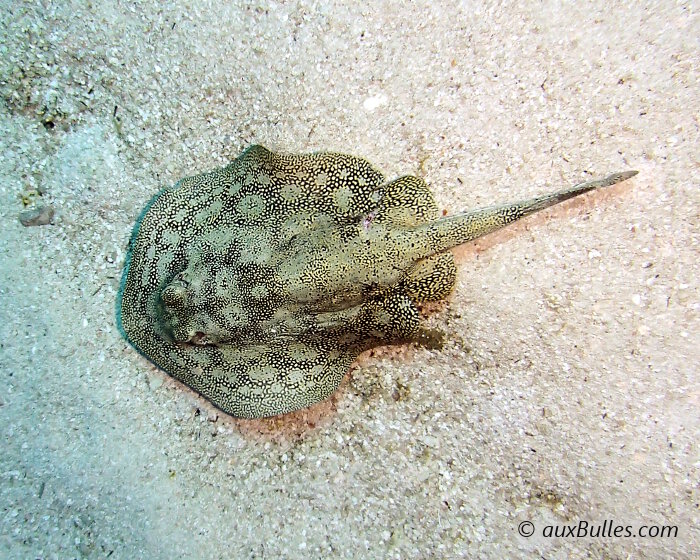 The yellow stingray exhibits a wide variation in its color and patterns to better blend into its environment