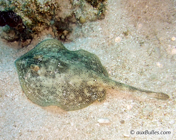 The yellow stingray's eyes are prominent on the dorsal side, near the head