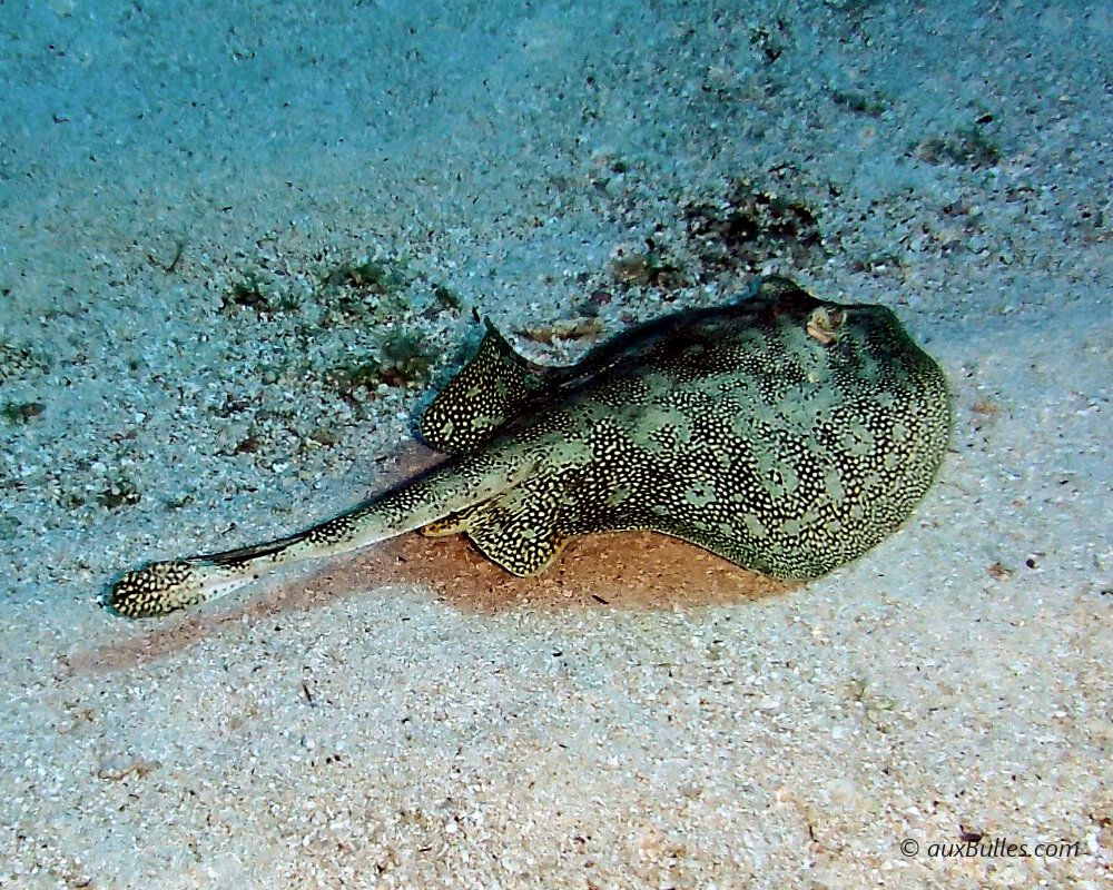 The tail of the yellow stingray extends into a small caudal fin The tail of the yellow stingray extends into a small caudal fin