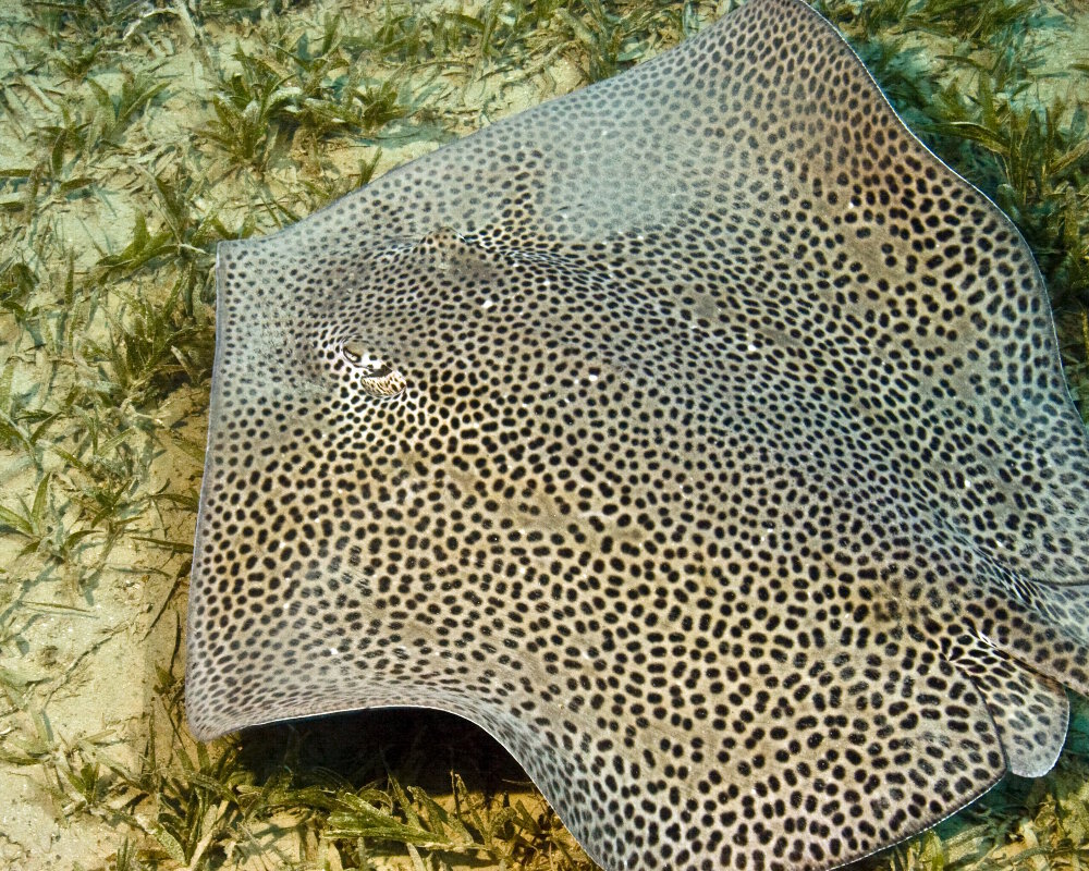 La raie pastenague léopard (Himantura uarnak) La raie pastenague léopard (Himantura uarnak)