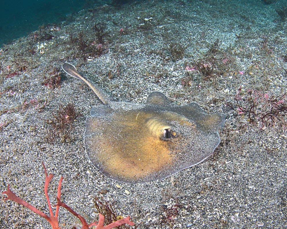 The sepia stingray (Urolophus aurantiacus) The sepia stingray (Urolophus aurantiacus)