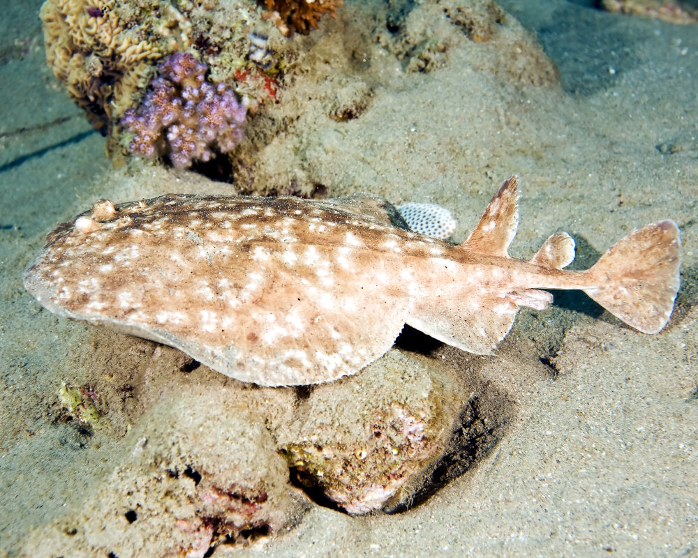 La raie torpille tachetée (Torpedo fuscomaculata) La raie torpille tachetée (Torpedo fuscomaculata)
