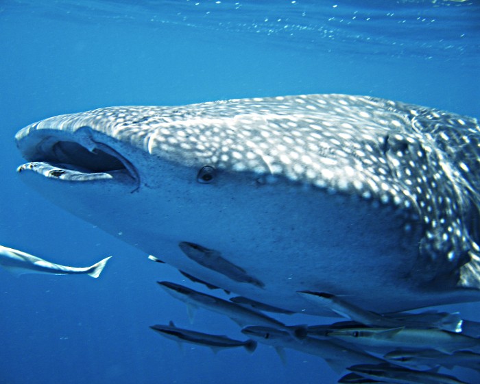 Une multitude de rémoras en compagnie d'un requin baleine