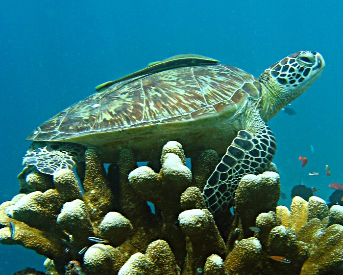 Le rémora en compagnie d'une tortue de mer