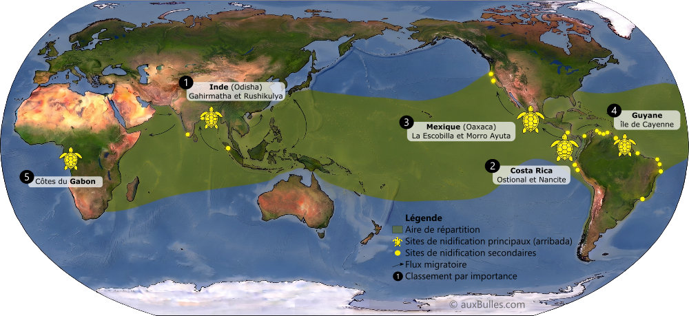Répartition géographique et principaux sites de nidification de la tortue olivâtre (Lepidochelys olivacea) Répartition géographique et principaux sites de nidification de la tortue olivâtre (Lepidochelys olivacea)