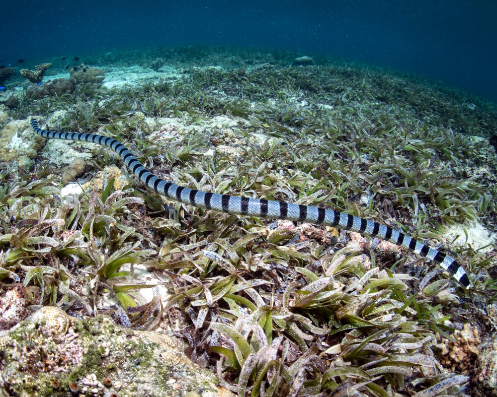 Le cobra de mer (Laticauda colubrina)
