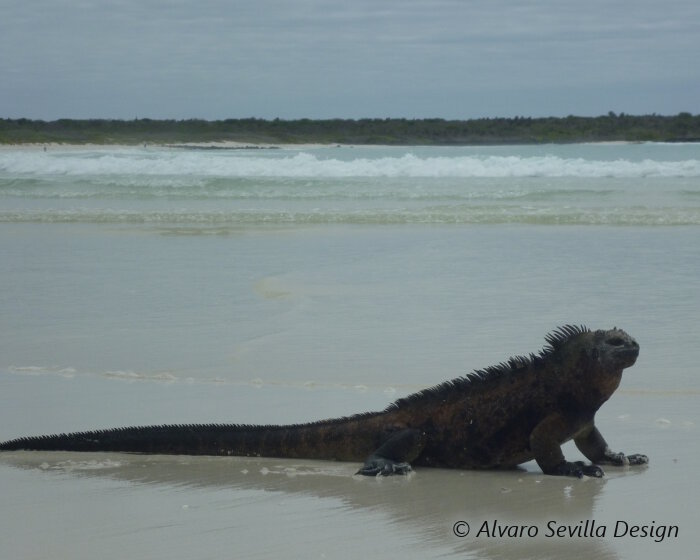 L'iguane marin des Galapagos (Amblyrhynchus cristatus)