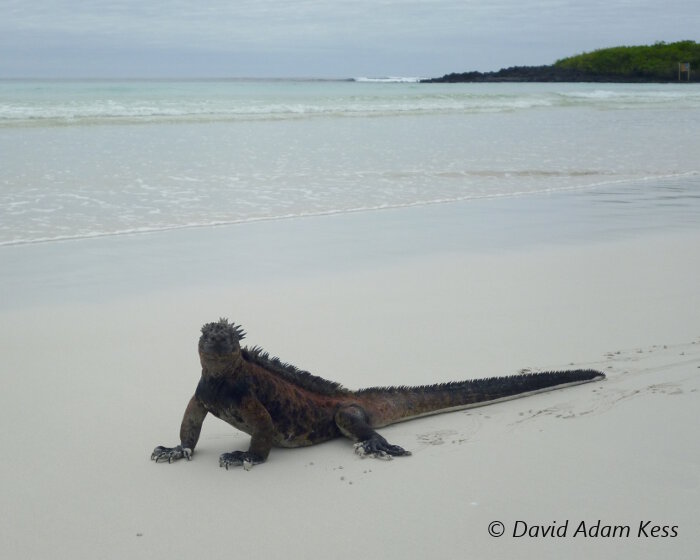 L'iguane marin des Galapagos (Amblyrhynchus cristatus)