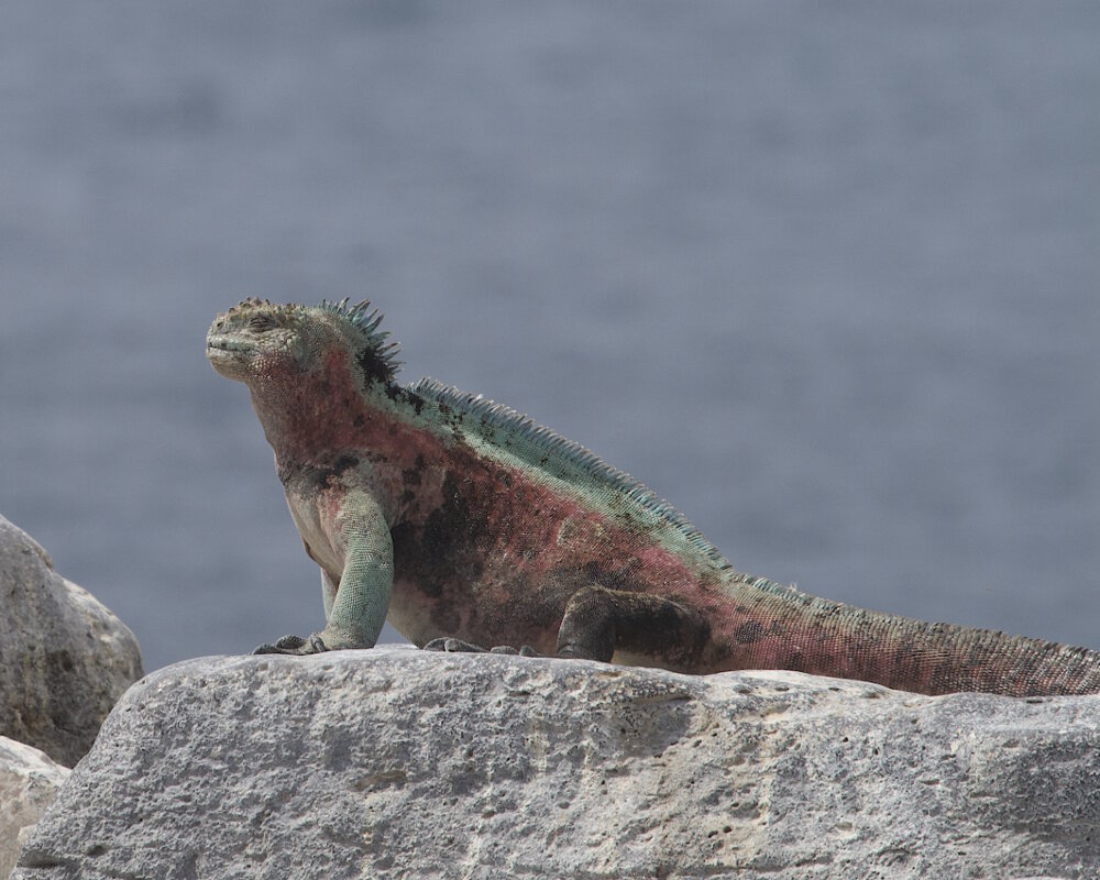 L'iguane marin des Galapagos (Amblyrhynchus cristatus)