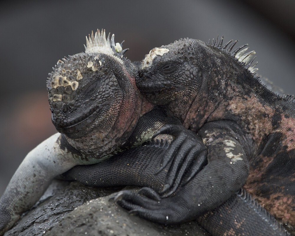 L'iguane marin des Galapagos (Amblyrhynchus cristatus)