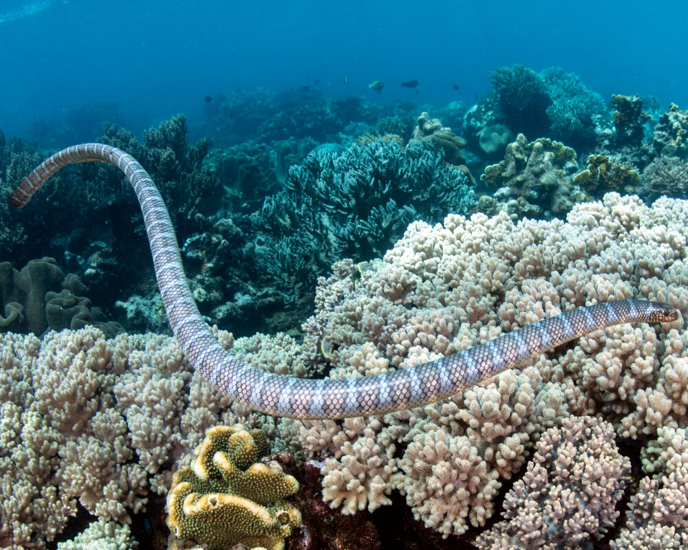 Le serpent de mer tricot rayé (Laticauda semifasciata) Le serpent de mer tricot rayé (Laticauda semifasciata)