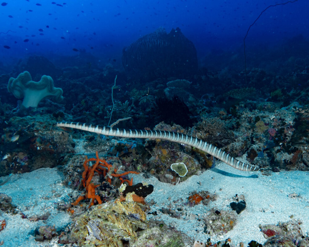Le serpent de mer tricot rayé (Laticauda semifasciata) Le serpent de mer tricot rayé (Laticauda semifasciata)