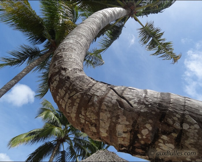 Un palmier se contorsionne vers le ciel bleu de la République Dominicaine