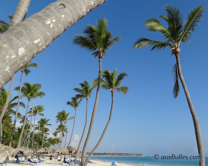 L'île de Saona est la plus grande île de la République Dominicaine où cocotiers et plages de sable blanc font leur loi