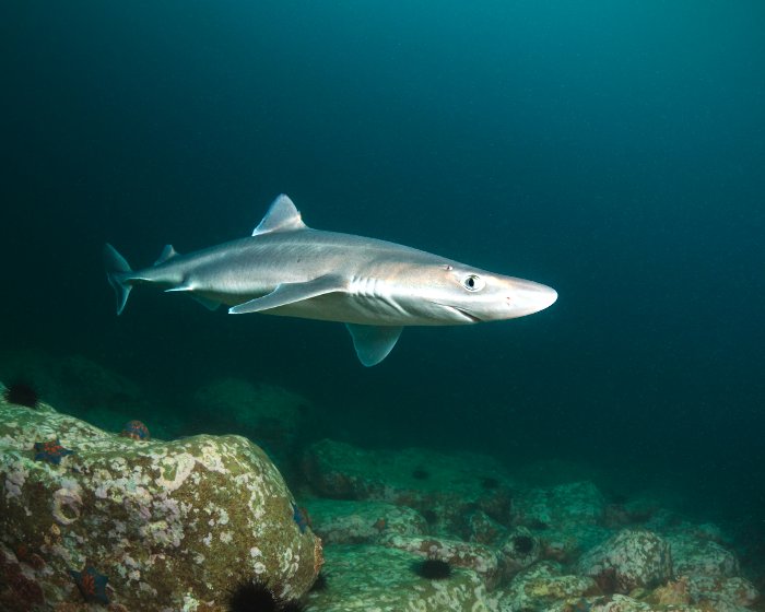 L'aiguillat commun est un requin qui évolue habituellement dans les eaux cotières, proche du fond
