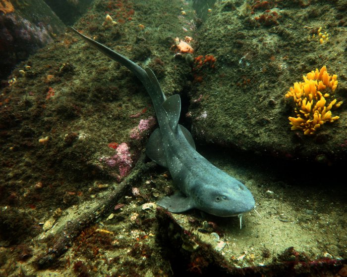 Le requin aveugle des roches est un requin de couleur gris marron avec de larges bandes plus ou moins sombres et recouvert d'une multitude de petits points blanchâtres.